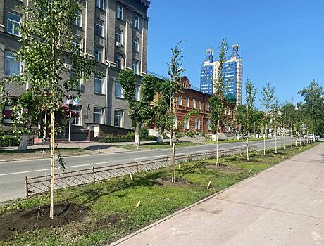 На улице Свердлова в Новосибирске высадили 22 берёзы