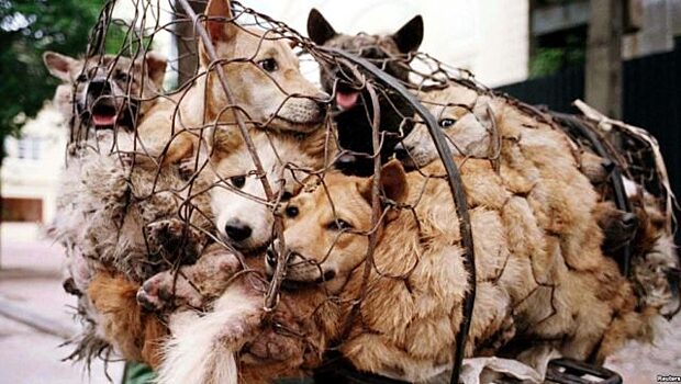 Жителей Ханоя просят прекратить есть собак