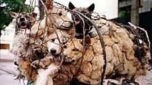 Жителей Ханоя просят прекратить есть собак