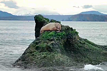 В Авачинскую бухту на Камчатке приплыл тихоокеанский морж