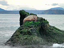 В Авачинскую бухту на Камчатке приплыл тихоокеанский морж