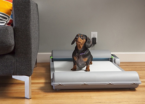 Кошка и собака на однушку. В России предложили ограничить количество питомцев в квартирах