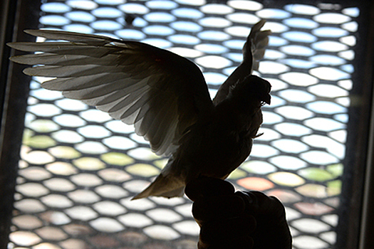 Петербургские чиновники устроили массовое убийство редких голубей для отчетности