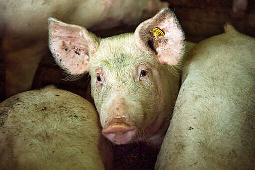 Рязанцы назвали мегасвинарники одной из главных проблем России