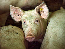 Рязанцы назвали мегасвинарники одной из главных проблем России