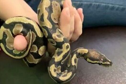 Питона нашли в диване. В Петербурге лечат сбежавшую рептилию