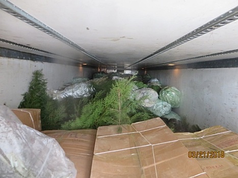 На границе Оренбуржья задержали 20 тонн изюма из Ирана