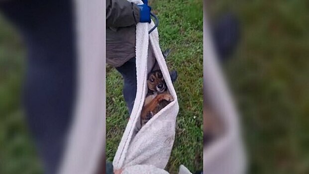 Лежала на газоне в потоке машин: под Калининградом, рискуя жизнью, волонтёры спасли сбитую на трассе дворнягу