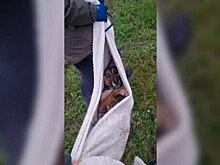 Лежала на газоне в потоке машин: под Калининградом, рискуя жизнью, волонтёры спасли сбитую на трассе дворнягу