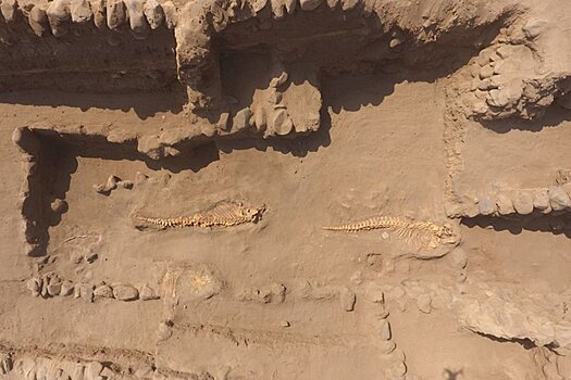 В Перу под древними пирамидами обнаружены захоронения китов и акул