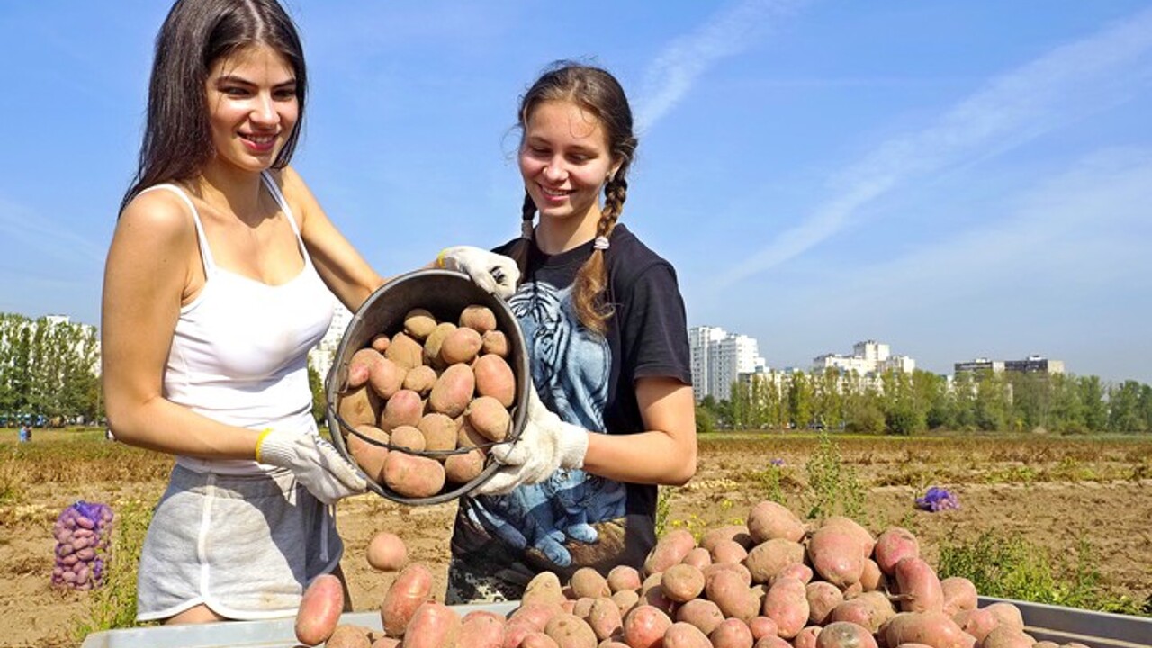 Кто на самом деле научил россиян есть картошку - Рамблер/женский