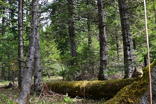 На Алтае через суд добились запрета на вырубку кедровых лесов
