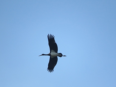 Орнитологи заметили чёрного аиста