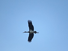 Орнитологи заметили чёрного аиста