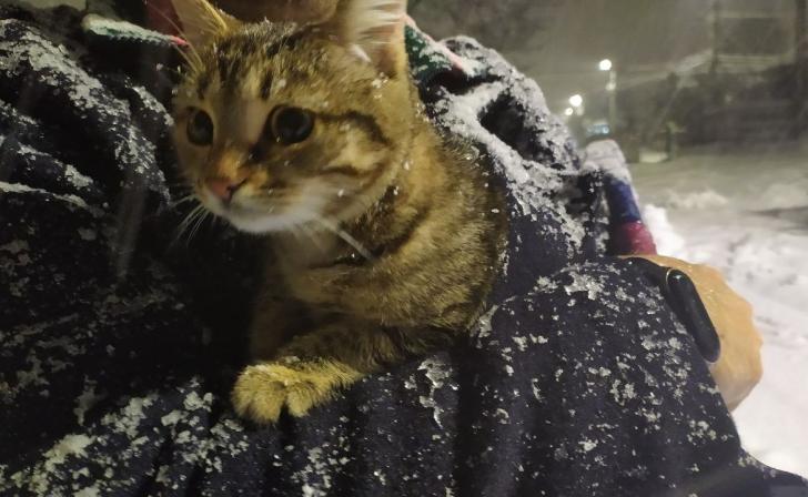 В пункты обогрева в садах и школах белгородцам запретили приносить домашних питомцев