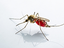 Разработана вакцина,  которая доставляется через укус комара