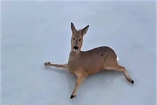 В Новосибирской области спасли более 300 застрявших на льду косуль