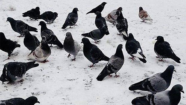 Пенсионеры на Полтавщине из-за голода начали ловить и есть голубей