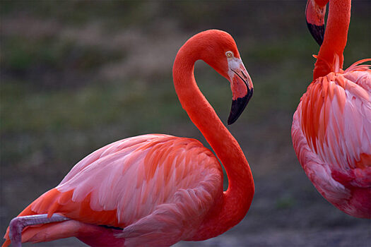 Ученые выяснили, с кем дружат красные фламинго