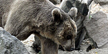 Медведица Настя в зоопарке Калининграда неожиданно вышла из спячки