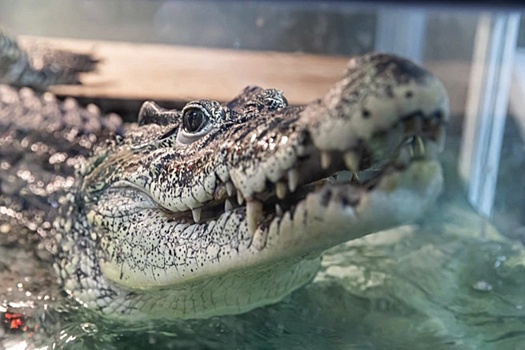 К репатриации на Кубу новосибирского крокодила Кузи подключают дипломатов