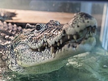 К репатриации на Кубу новосибирского крокодила Кузи подключают дипломатов