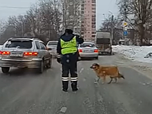 В Челябинске инспектор ГИБДД остановил движение, чтобы перевести через дорогу хромую собаку