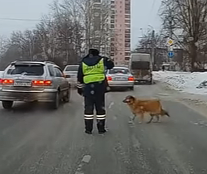 В Челябинске инспектор ГИБДД остановил движение, чтобы перевести через дорогу хромую собаку
