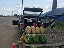 Нитраты и незаконная торговля. Какие нарушения допускают продавцы арбузов