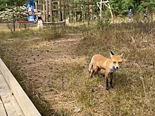 На локацию кинофестиваля «Восток&Запад» под Бузулуком пробралась лиса
