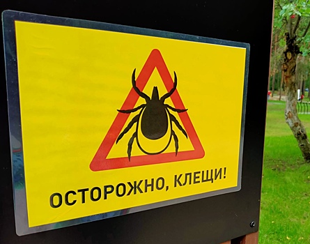 В Новосибирске клещи покусали 24 человека: 2 пациента с подозрением на энцефалит