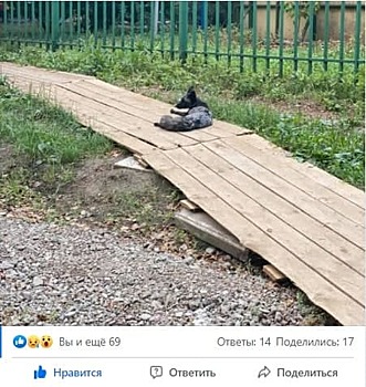 На Малой Остроумовской заметили чернобурую лису