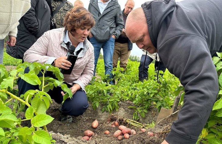 Сорта картофеля Оскар, Атлетик и Гулливер прошли испытания суровыми условиями Коми
