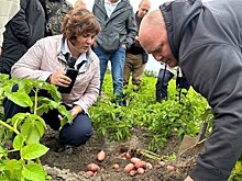 Сорта картофеля Оскар, Атлетик и Гулливер прошли испытания суровыми условиями Коми