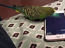 Волнистый попугайчик научился вызывать Siri на iPhone
