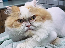 Сварливый кот готов затмить славу Grumpy Cat