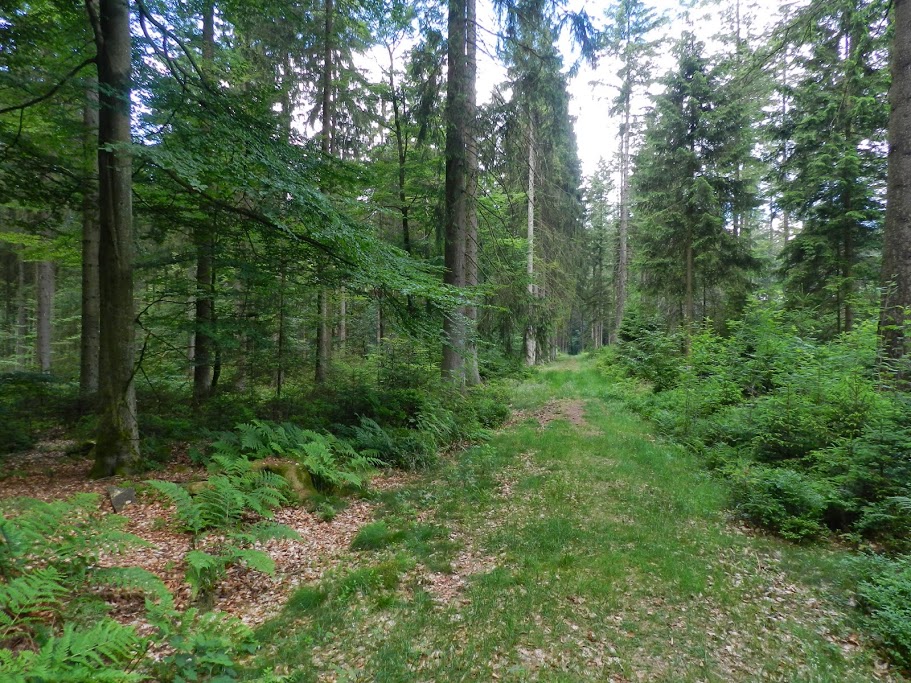 Арденнский лес, Бельгия, Европа