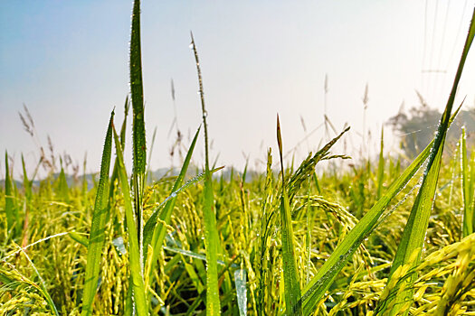 Омские селекционеры сумели окультурить пырей до уровня пшеницы