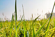 Омские селекционеры сумели окультурить пырей до уровня пшеницы
