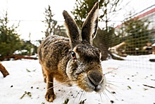 Вышли зайцы погулять: Как в Подмосковье восстанавливают популяцию ушастых