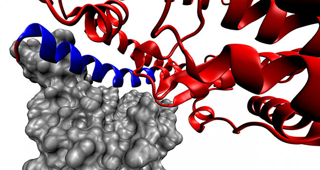 Новый пептид может помочь в борьбе с коронавирусом