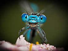 Господа, вы звери: 20 забавных фото животных: Статьи общества ➕1, 02.09.2021