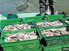 Налоговики банкротят скандальную челябинскую фирму «Балык»