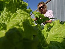 Какие культуры можно высеивать осенью