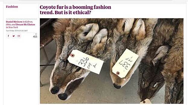 "Канадский гусь" на Западе стал причиной скандальной моды на мех койота