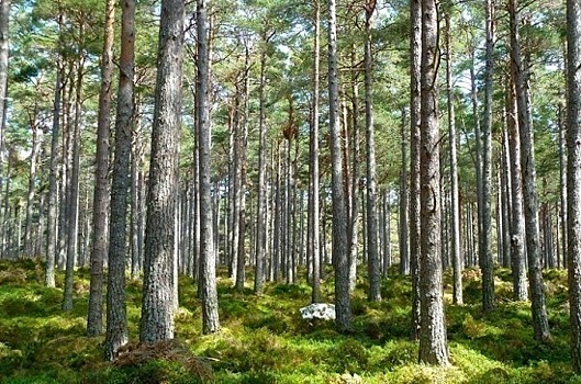 В Комитете Совфеда по природопользованию предложили расширять систему «зелёных облигаций»