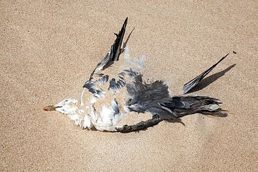 На берегу Иртыша массово погибли чайки и рыба