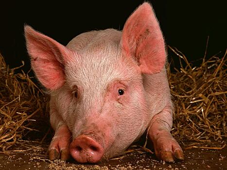 Поголовье свиней в Китае начало расти