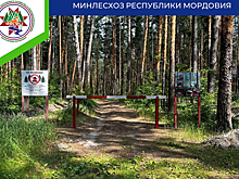 В Мордовии на несколько дней запретили ходить в леса
