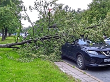 Ночной ураган повалил почти сто деревьев в Петербурге